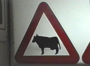 Livestock crossing ahead