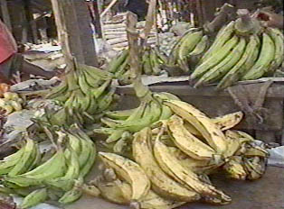 Different types of plantains for sale
