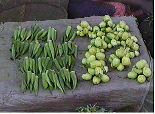 Okra or lady fingers and bitter tomatoes