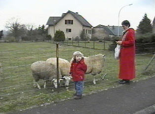 A child standing in front of sheep