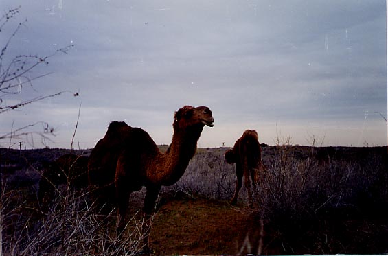 Couple of camels in the desert